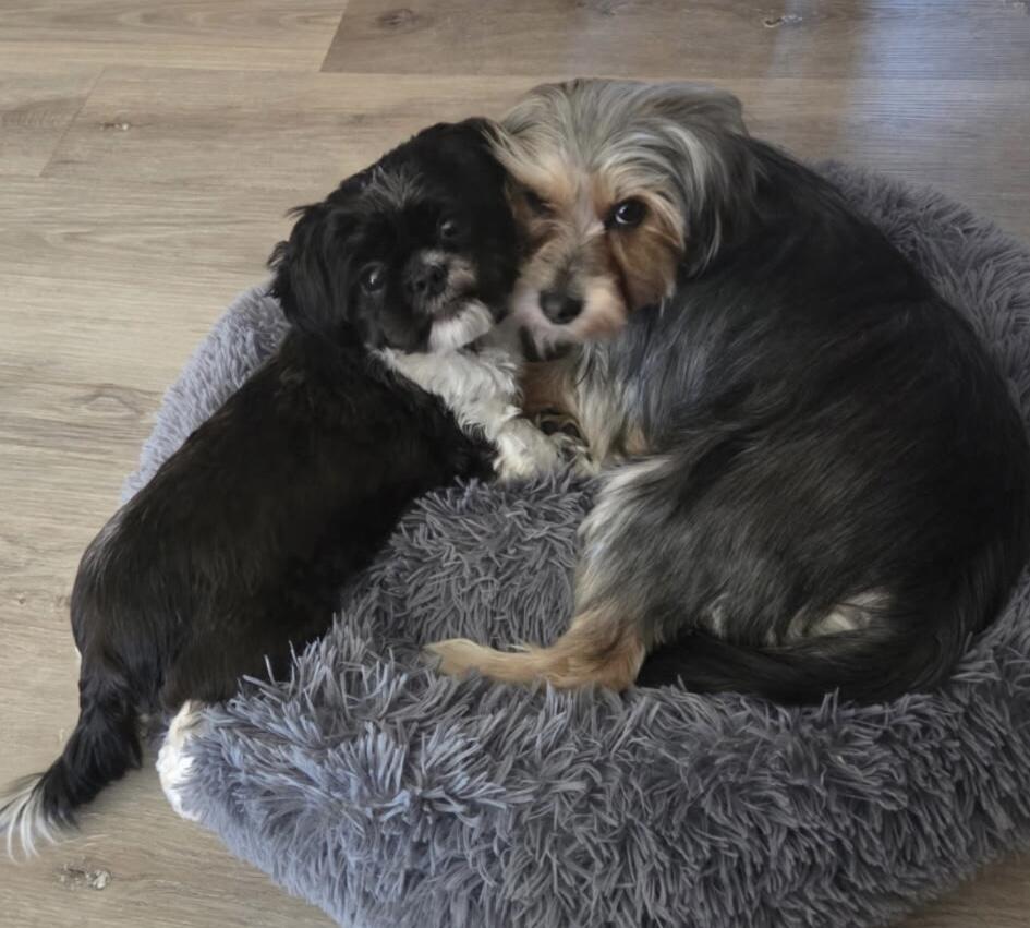 ANIMAL ADOPTION SUCCESS STORY: Frankie and Miles