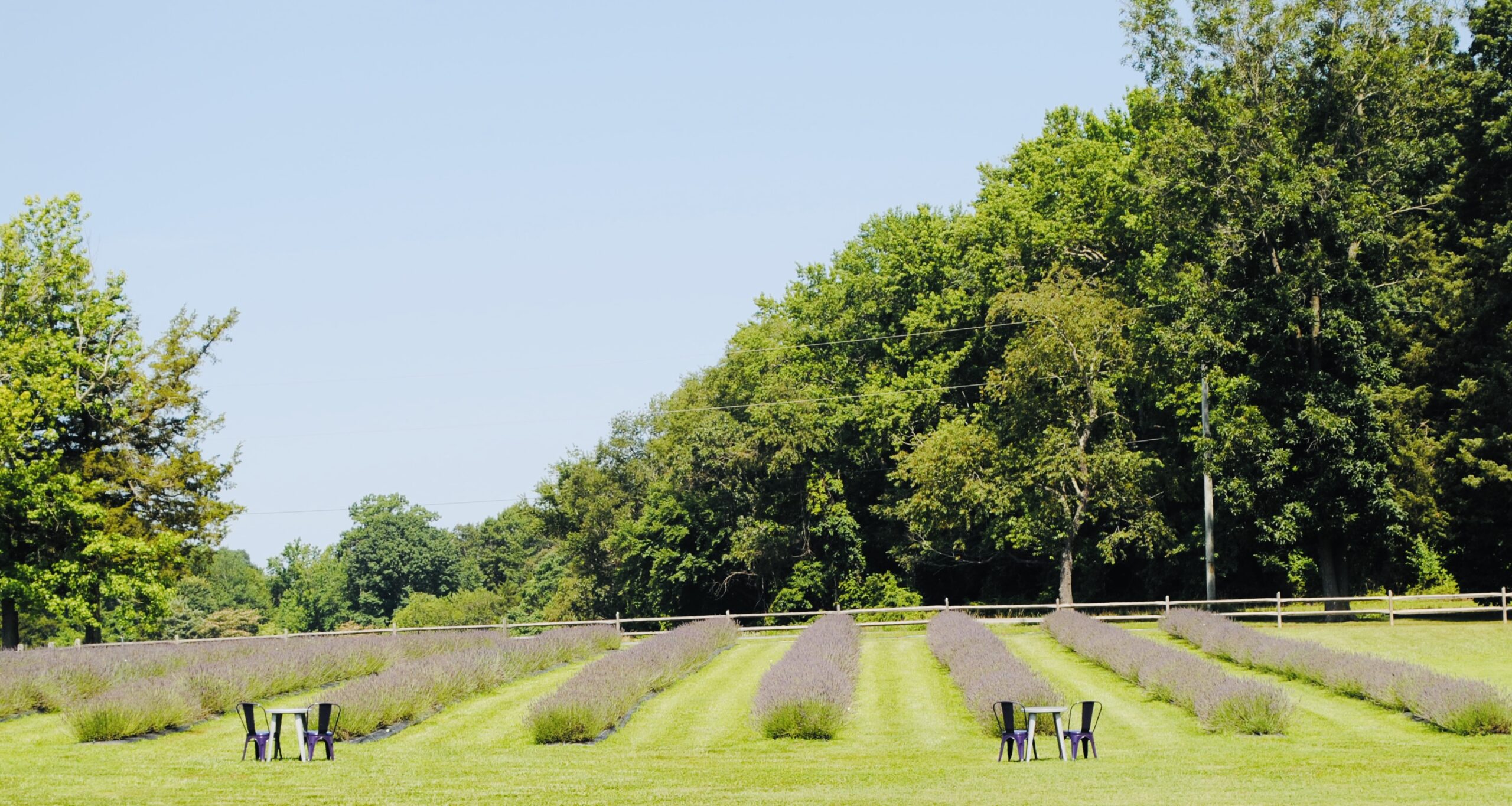 A Field (and Flock) of (Lavender-Scented) Dreams: If You Plant it, They Will Come