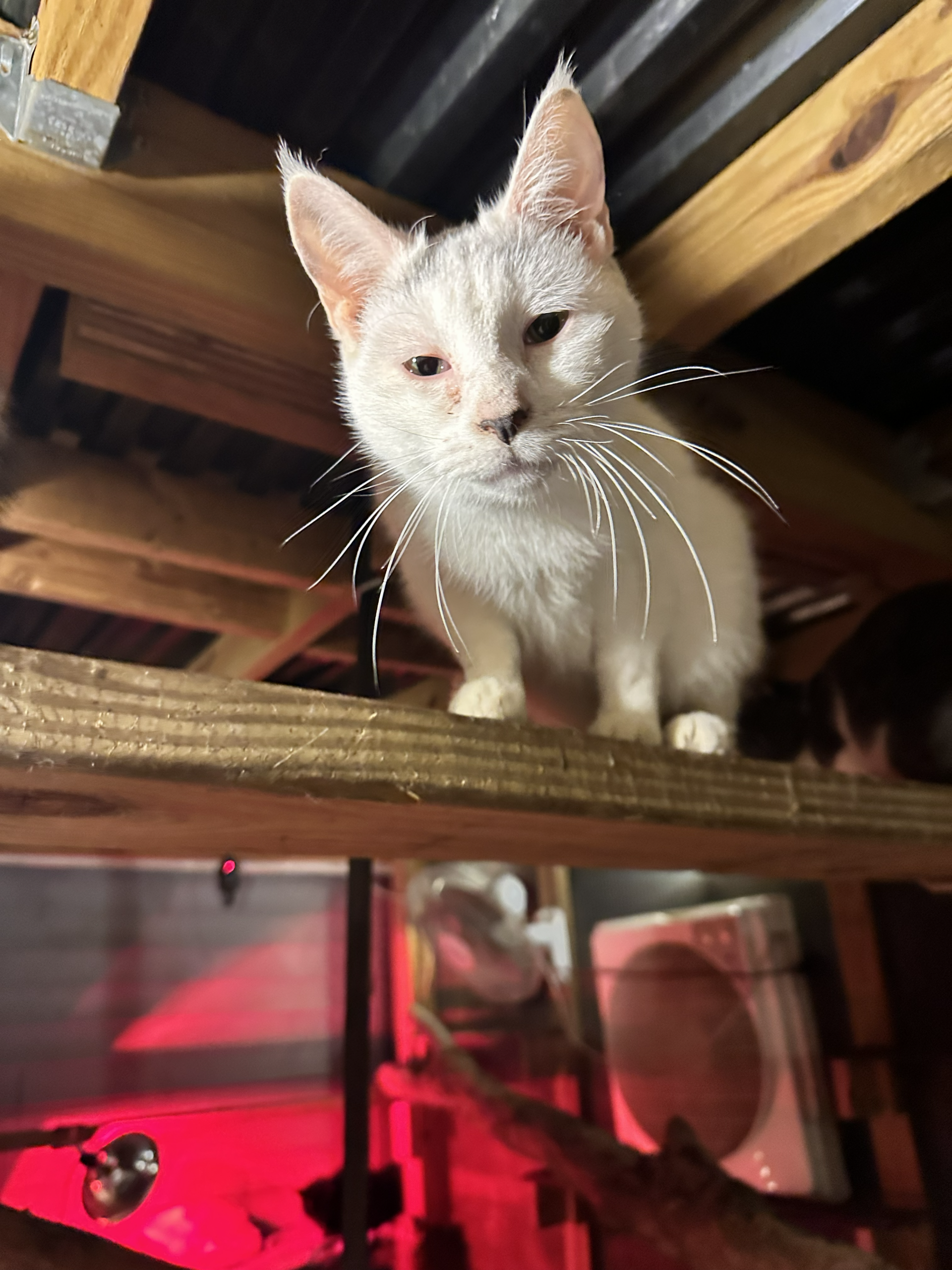 Four South Jersey Rescues Unite to Save Over 75 Cats