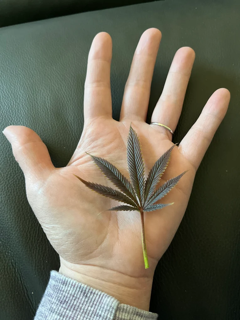 ELUCIDATION STRATEGIES: Guiding Informed Decisions about Cannabis